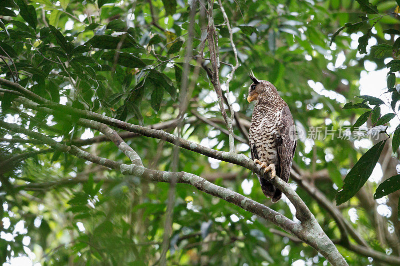 夜行鸟:成年雌性斑腹鹰鸮，又称森林鹰鸮(Bubo nipalensis)